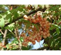 Sorbus Apricot Queen Tree 6ft Tall Supplied in a 12 Litre Pot by Directplants Direct Plants Green One Size