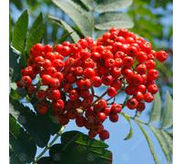 Sorbus Aucuparia 'Asplenifolia' | Cut Leaved Mountain Ash | Garden Tree | 5-6Ft