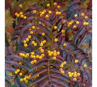 Sorbus Aucuparia 'Autumn Spire' | Autumn Spire Mountain Ash Tree | 5-6Ft
