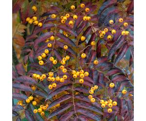 Sorbus Aucuparia 'Autumn Spire' | Autumn Spire Mountain Ash Tree | 5-6Ft