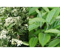 Sorbus Folgneri Emiel Tree 6ft Tall Supplied in a 12 Litre Pot by Directplants Direct Plants Green One Size