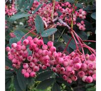 Sorbus Hupehensis 'Pink Pagoda' | Pink Pagoda Mountain Ash | Garden Tree | 5-6Ft