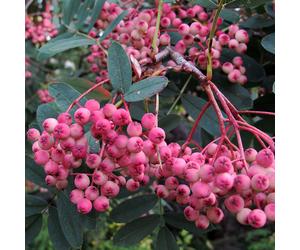 Sorbus Hupehensis 'Pink Pagoda' | Pink Pagoda Mountain Ash | Garden Tree | 5-6Ft