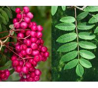 Sorbus Pink Charm Tree 6ft Tall Supplied in a 12 Litre Pot by Directplants Direct Plants Green One Size