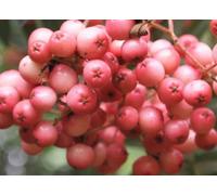 Sorbus Vilmorinii Mountain Ash Tree 6ft Tall Supplied in a 12 Litre Pot by Directplants Direct Plants Green One Size