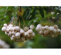 Sorbus White Wax Tree 6ft Tall Supplied in a 12 Litre Pot by Directplants Direct Plants Green One Size