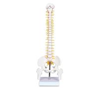SORECI Human Spine Bone Skeleton Model - 17.7Inch Spine Anatomy Model with Nerves, Anatomical Medical Teaching Tool for Medical Students, Osteopaths and Chiropractors