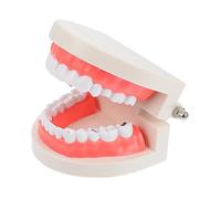 Sosoport 1Pc Caries Model Educational Oral Cavity Teaching Aid for Safe and Teeth Model for Tooth Hygiene and Brushing Guidance