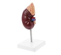Sosoport 1Pc Human Kidney Model with Gland Life Anatomical Display for Biology Class Human Organs Model for Teaching and Patient Education