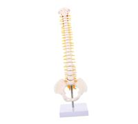 Sosoport 1Pc Human Spine Model with Pelvis Anatomical Skeleton for Doctor Training Medical Study Detailed Vertebral Column with Nerve Branches and Herniated Disc