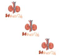 Sosoport 3sets Human Organ Model Realistic Anatomical Teaching Props for Doctors and Medical Students Includes Brain Heart Liver Lungs Stomach Kidney for Clinics and Educational 8pcs*3