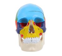 Sosoport Anatomical Skull Model for Medical Teaching Human Skull Head Model for Students and Teachers Easy to Use Safe and Environmental Friendly for Anatomy and Physiology Education