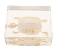 Sosoport Brazilian Turtle Bone Specimen for Wet Specimen Demonstration in Acrylic Prop Real Turtle Skeleton Model for Science Education and Biology Learning and Office Decor and Adults