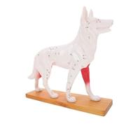 Sosoport Canine Acupuncture Anatomy Model for Student Training Animal Acupuncture Point Model Detailed Veterinary Teaching Tool for Study and Practice