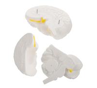 Sosoport Detachable Human Brain Model Anatomical Teaching Tool with Realistic Hemispheres for Medical Education Science Classroom Biology Psychology White