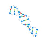 Sosoport Dna Double Helix Model Kit for Biology Teaching Realistic Genetics Structure Educational Tool for Classroom Laboratory and Science Fair Use Interactive Molecular Model for Students