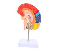 Sosoport Human Brain Teaching Model Half Brain Structure Educational Instrument for Medical Study and Classroom Learning with Functional Area Color Coding