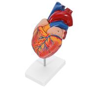 Sosoport Human Heart Anatomy Model with Stand - Life-Size Detailed Cardiology Teaching Tool for Medical Study, Science Classroom, and Biology Learning