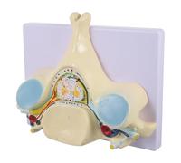 Sosoport Human Vertebrae Model Teaching Tool Cervical Spine Model Anatomical Skeleton PVC Enlarged Size for Study Aid