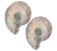 Sosoport Natural Ammonite Mineral Specimen 3-4Cm 2Pcs Educational Ammonite Models for Home Decor Scientific Mineral Ornament