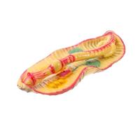 Sosoport Realistic Earthworm Anatomy Model for Classroom Science Accessory, Plastic Biology Teaching Model Comprehensive Learning Support, for Educational Science Kits and Interactive