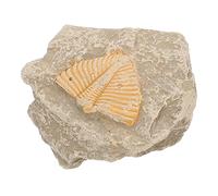 Sosoport Trilobite Sample for Student Teaching Unique Shapes Ancient Life Educational Tool for Parties and Enhance Creativity and Paleontological Knowledge
