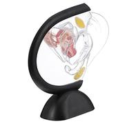 Sosoport Visible Uterus Structure Model Transparent Female Reproductive Organ Model for Anatomy Display for Patient Understanding and Training