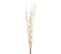 Sostter Dried White Seed Pod Bouquet In Natural White Natural White