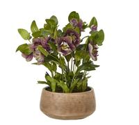 Sostter Faux Plum Hellebore In Taupe Ceramic Pot