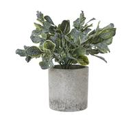 Sostter Green Eucalyptus Indoor Plant In Grey Planter Green One Size