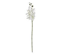 Sostter Large White Butterfly Orchid Stem Sostter White