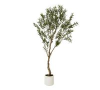 Sostter Mediterranean Style 200cm Olive Tree with White Pot in Brown Sostter Brown