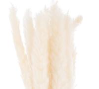 Sostter Mini White Pampas Grass Set Of 15 Soft Stylish Stems In Natural White Natural White One Size