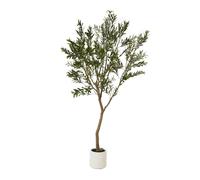 Sostter Olive Tree in White Pot 240cm Mediterranean Style in Green Sostter Green
