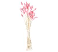 Sostter Pale Pink Dried Bunny Tails With 40 Stems Pale Pink One Size