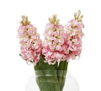 Pink Hyacinth Stem