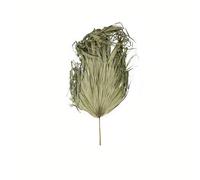 Sostter Sun Dried Palm Leaf Sculptural Display 95cm in Green Sostter Green
