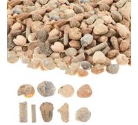 Soulchen 2 Pack Fossil Sorting Kit 3 Lbs Fossil Collection Sorting Activity Kit with Guidebook 9 Different Varieties