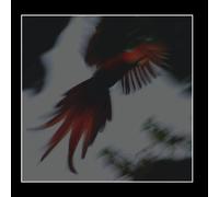 Sounds Of The Costa Rican Rainforest At Lapa Rios by Wildtones (2008-08-24)