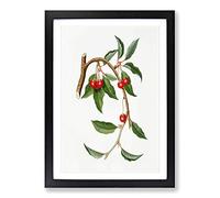 Sour Cherries by Giorgio Gallesio Framed Print | A2 Black Framed Wall Art | Ready to Hang | Modern Nature Picture | Living Room Bedroom Lounge Office