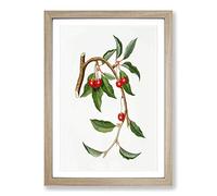 Sour Cherries by Giorgio Gallesio Framed Print | A2 Oak Framed Wall Art | Ready to Hang | Modern Nature Picture | Living Room Bedroom Lounge Office