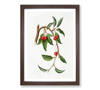 Sour Cherries by Giorgio Gallesio Framed Print | A2 Walnut Framed Wall Art | Ready to Hang | Modern Nature Picture | Living Room Bedroom Lounge Office