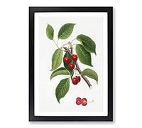 Sour Cherry Tree by Giorgio Gallesio Framed Print | A2 Black Framed Wall Art | Ready to Hang | Modern Floral Picture | Living Room Bedroom Lounge Office