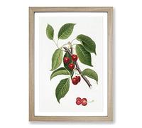 Sour Cherry Tree by Giorgio Gallesio Framed Print | A2 Oak Framed Wall Art | Ready to Hang | Modern Floral Picture | Living Room Bedroom Lounge Office