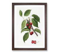 Sour Cherry Tree by Giorgio Gallesio Framed Print | A2 Walnut Framed Wall Art | Ready to Hang | Modern Floral Picture | Living Room Bedroom Lounge Office