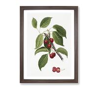 Sour Cherry Tree By Giorgio Gallesio Vintage Framed Print | A2 Walnut Framed Wall Art | Ready to Hang | Classic Floral Picture | Living Room Bedroom Lounge Office