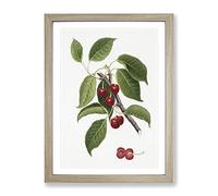 Sour Cherry Tree By Giorgio Gallesio Vintage Framed Print | A3 Oak Framed Wall Art | Ready to Hang | Classic Floral Picture | Living Room Bedroom Lounge Office