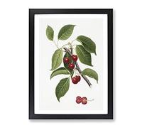 Sour Cherry Tree By Giorgio Gallesio Vintage Framed Print | A4 Black Framed Wall Art | Ready to Hang | Classic Floral Picture | Living Room Bedroom Lounge Office