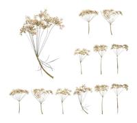 sourcing map 12 Pcs Natural Dried Pressed Flowers for Craft, Lace Real Pressed Dried Flowers Colorful Bouquets for Resin Moulds DIY Scrapbooking Candle Jewelry Making, White
