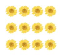 sourcing map 12Pcs Dried Pressed Flowers, 1-1.2" Colorful Dried Pressed Chrysanthemum Flowers Bulk for Nail Art Resin Jewelry Candle Card Making Scrapbook Phone Case Decoration, Light Yellow